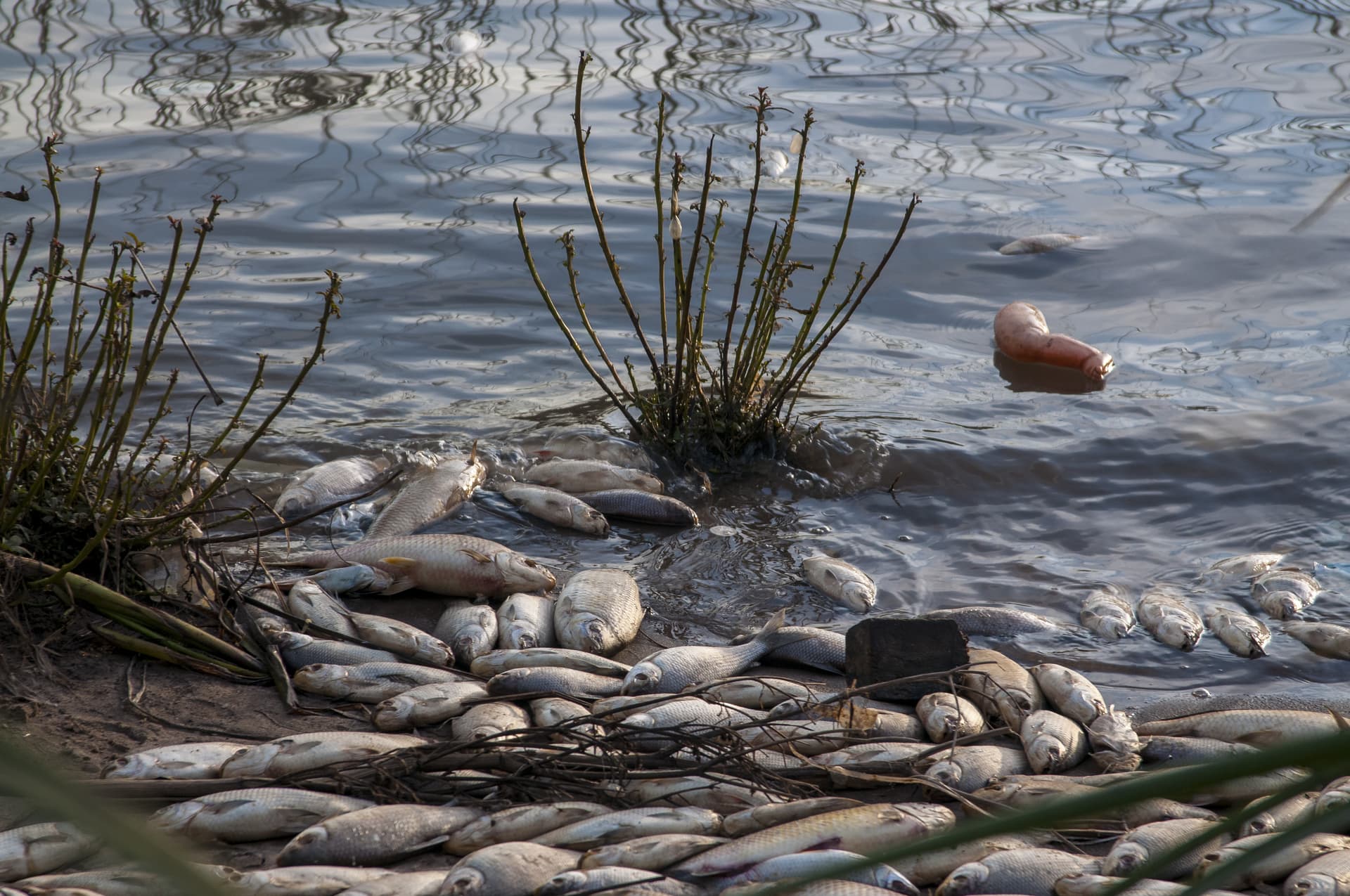 Imagem de ambiente com peixes mortos devido ao aquecimento da água local