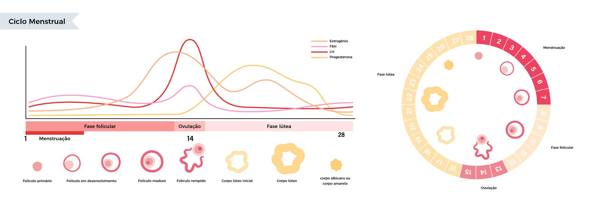 Ciclo menstrual