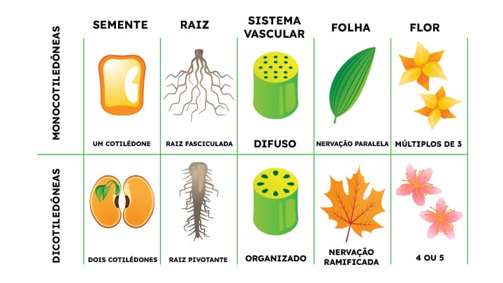 Imagem com classificações das Gimnospermas e Angiospermas
