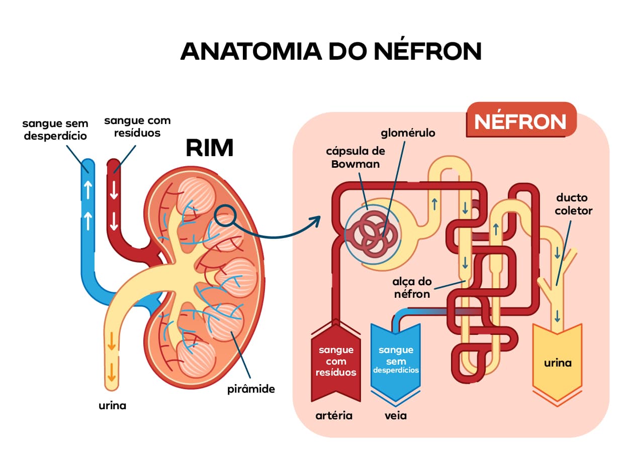 Estrutura do néfron