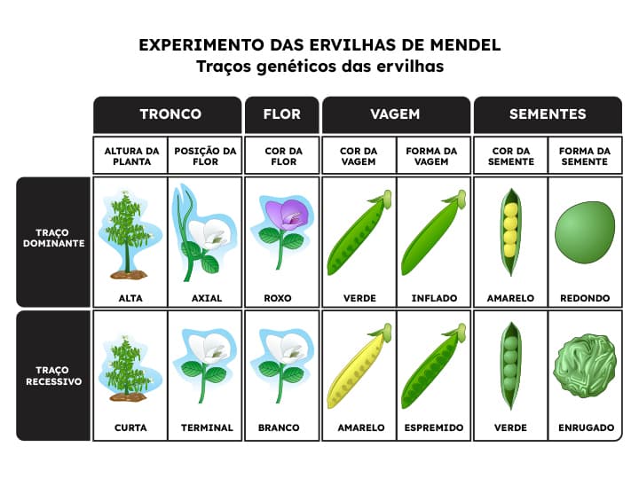 Imagem com esquema sobre o experimento das ervilhas de Mendel