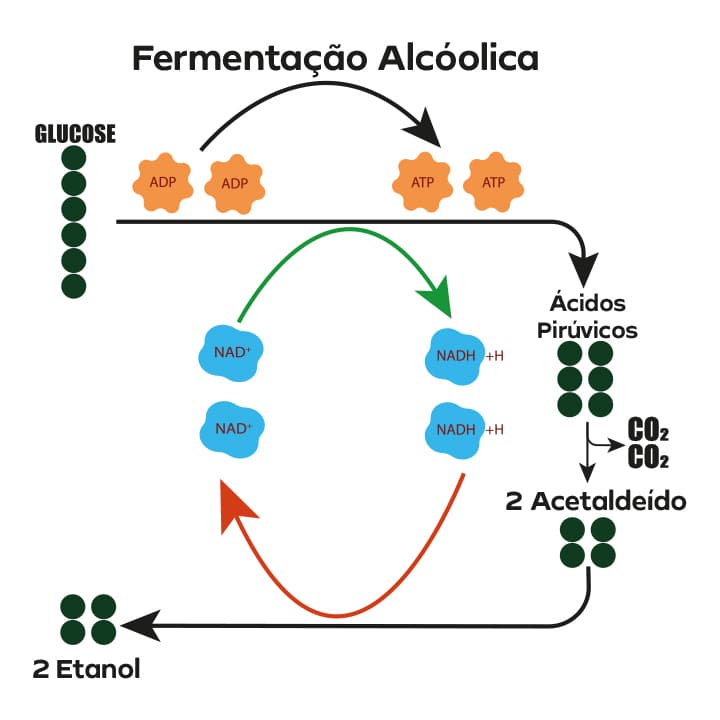 Esquema com a fermentação elítica