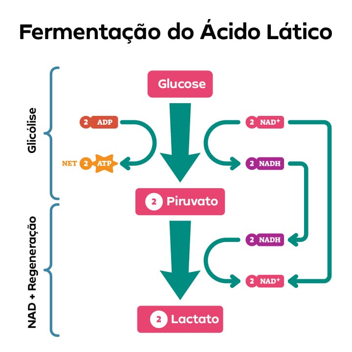 Respiração celular e fermentação: o que são e como ocorrem | Prisma