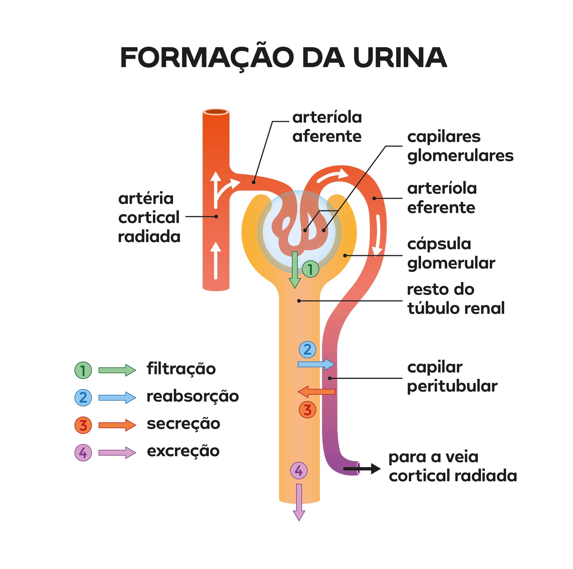 Processo simplificado de formação da urina