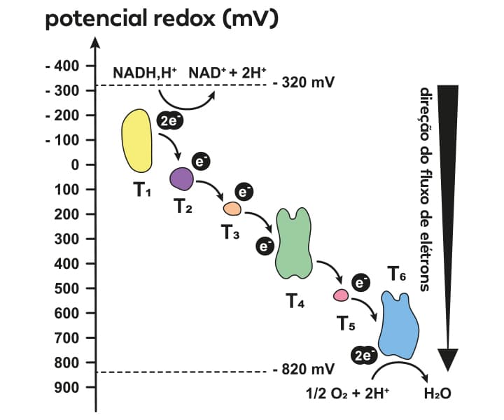 Representação da fosforilação oxidativa