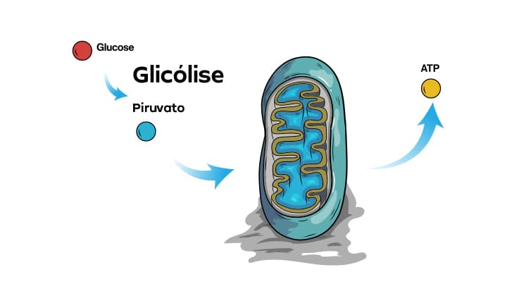 Esquema mostrando a glicose e a glicólise