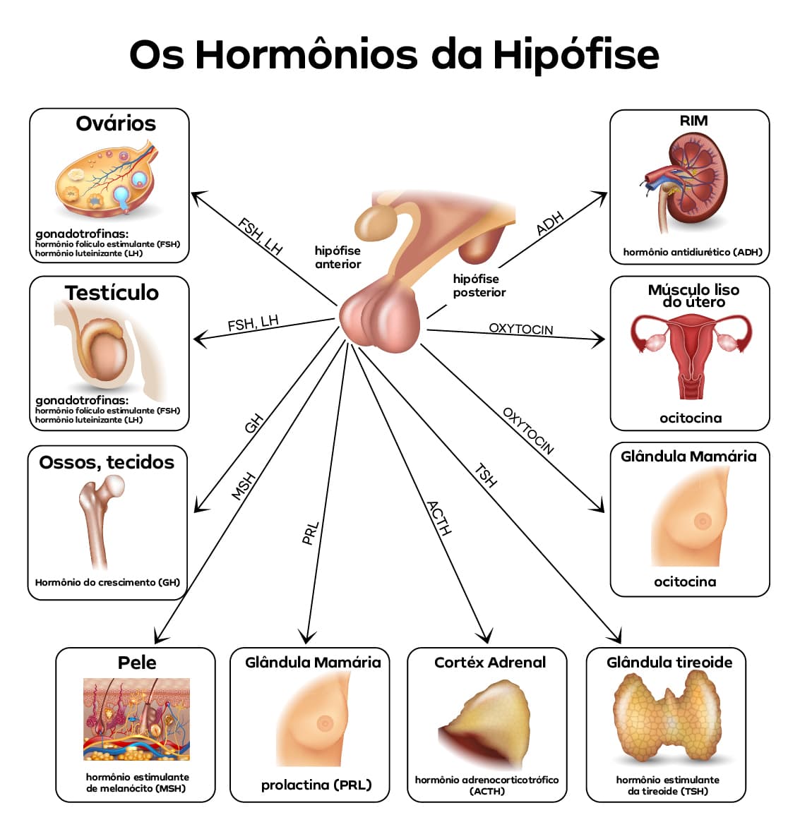Os Hormônios da Hipófise