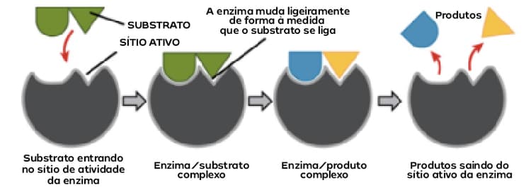 Enzimas: o que são, tipos e funções | Prisma