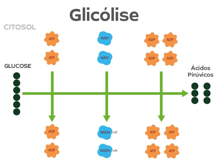 Imagem com representação da glicólise