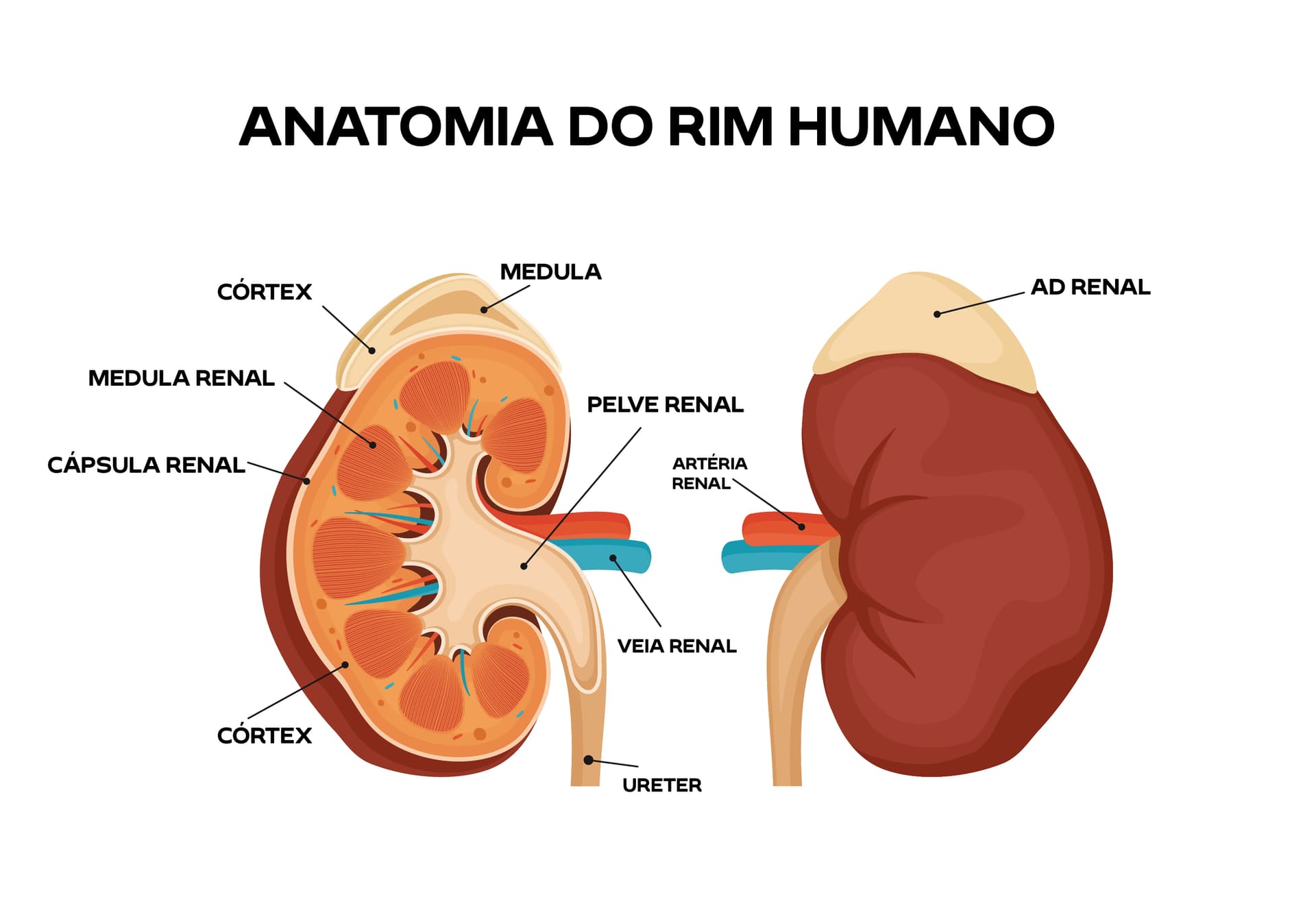 Rim humano