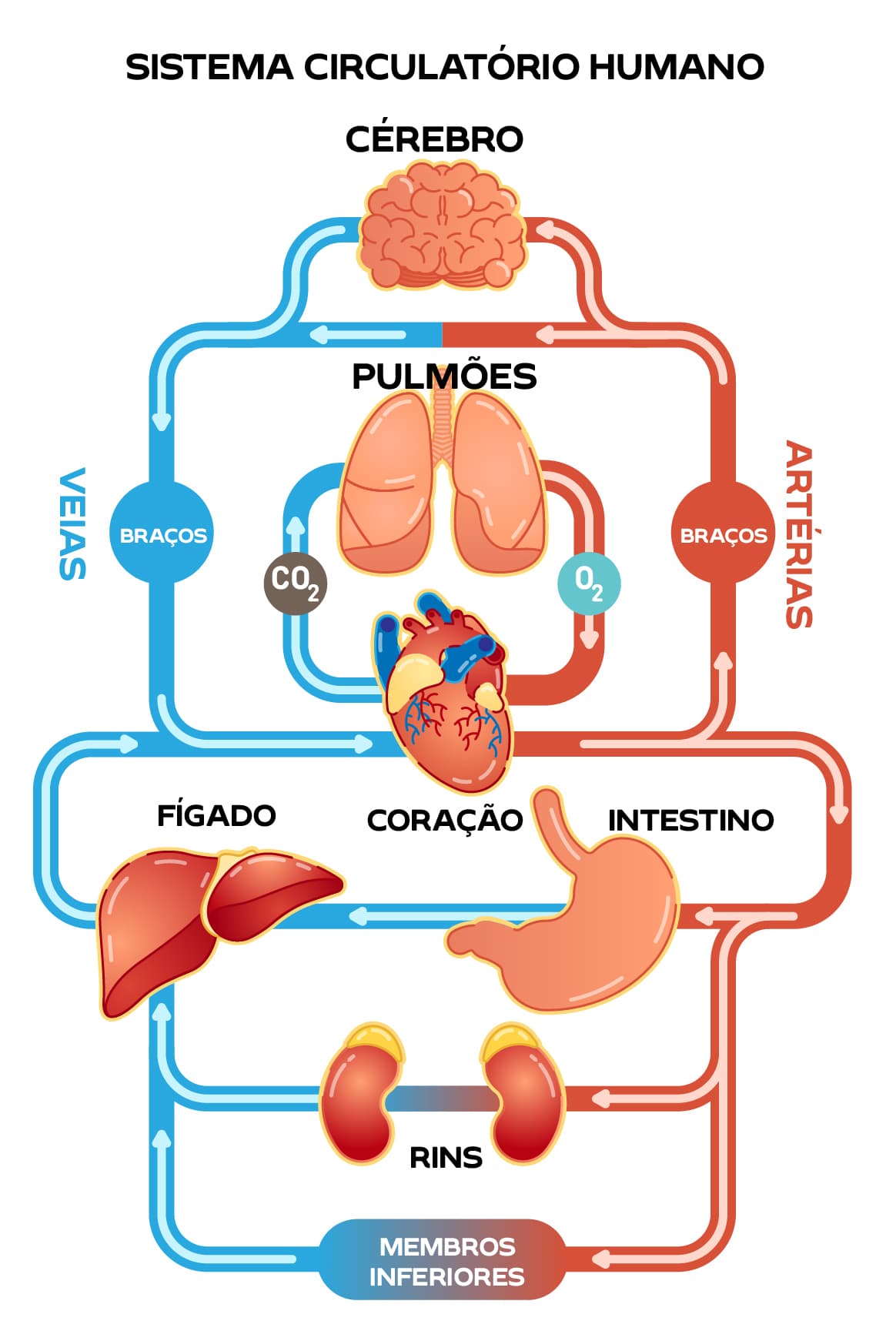 Sistema Circulatório Humano Como Funciona Funções E órgãos Prisma 