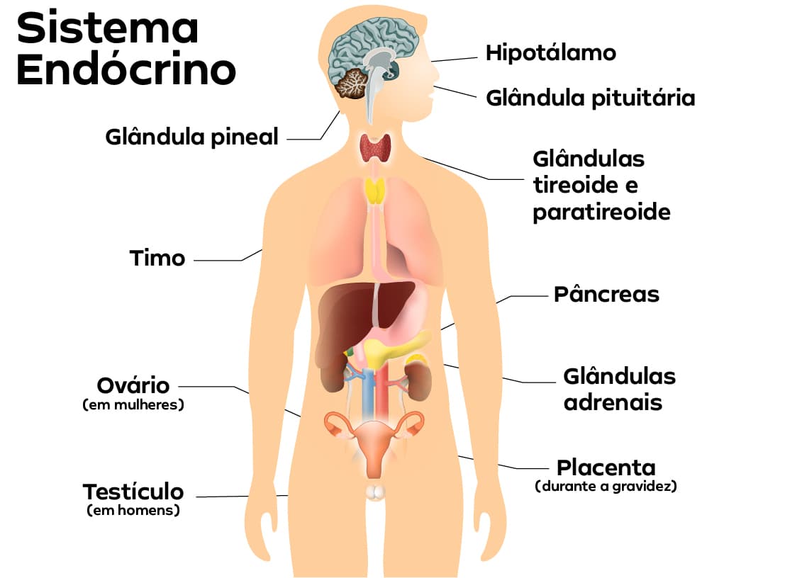 Sistema Endócrino Humano Como Funciona Funções E órgãos Prisma 1946