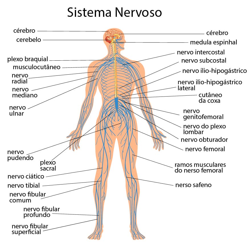 Sistema Nervoso Humano