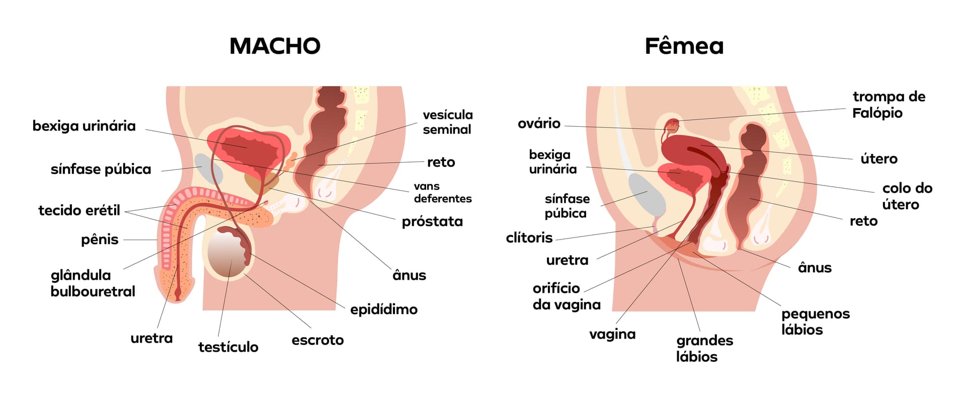 Órgãos do sistema reprodutor masculino: Anatomia, função