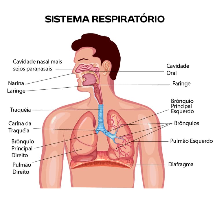 Sistema Respiratório Humano: como funciona, funções e órgãos | Prisma