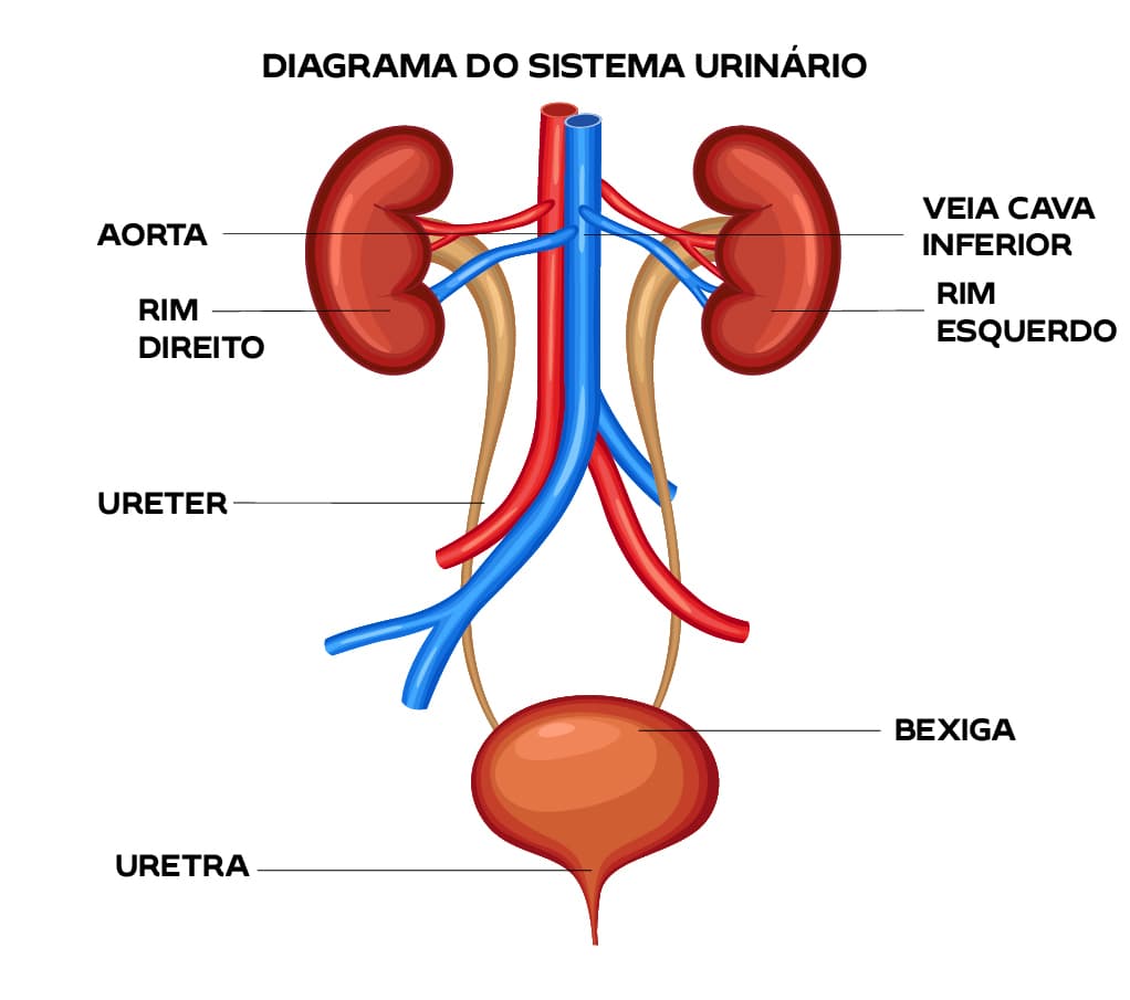 sistema urinário humano