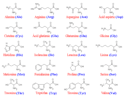 Tipos de proteínas